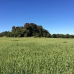 Sítio 39 Alqueires, Rica em Água com Ribeirão na Divisa, 23 Alqueires em Área Plantada, Terra Mista, Topografia Plana, Sem Benfeitorias