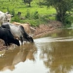 Sitio Porangaba  22 Alqueires   - Formada em Pasto  - Topografia Plana a Ondulada  - Atualmente na Pecuária  - Boa em Água: Nascente, Açudes e Córrego