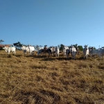 Sítio 14,21 Alqueires, Casa Sede com 196m2, 3 Dormitórios, 2 Banheiros, Pomar, Divisa com Rio, Poço Caipira, 400 Arvores de Eucalipto,