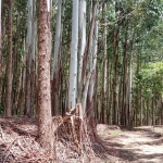 Sítio 5 Alqueires(Vendo Só a Madeira) Eucaliptos 13 Anos 72mil por Alqueire,Fácil Acesso,7 Kms da Pista,35 Km de Itapetininga,Vendo Só a Madeira