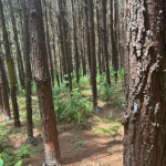 SÍTIO COM PINUS A VENDA NA REGIÃO DE CAPÃO BONITO-SP ??   Área Total de 8 Alqueires  5 Alqueires em Pinus   Restante App e Reserva   19 Mil Árvores de Pinus   Idade de 13 a 14 anos  Resinando (70 tamb
