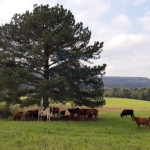 Fazenda à venda na Rodovia do Xisto, 476, Passa Dois, Lapa