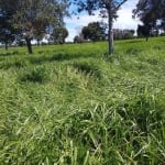 Fazenda na região de Cocalinho-MT ! 126 Alqueires ! Terra Plana / Vermelha