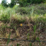 Terreno à venda, 900 m² - Piratininga - Niterói/RJ