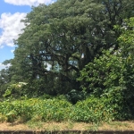 Terreno com otima localização, proximo ao Setimo Céu,  em declive medindo ,&lt;BR&gt;11x61,60= 670m²&lt;BR&gt;Vamos visitar?&lt;BR&gt;Aguardo sua ligação.