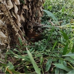 Terreno à venda na Rua Vinte e Cinco de Janeiro, 18, Botujuru (Botujuru), Campo Limpo Paulista