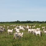 Fazenda 2.000 hectares dupla próxima Cuiabá