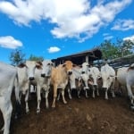 FAZENDA A VENDA EM SAQUAREMA RJ. BRASIL