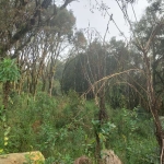 Terreno à venda na Estremosa, 4, Carniel, Gramado