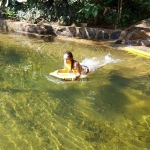 Casa Condomínio a Venda, Park Imperial, 03 suítes, piscina natural e privativa.