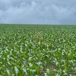 FAZENDA A VENDA EM NOBRES-MT