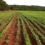 EXCELENTE FAZENDA EM NOBRES MT