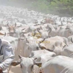 Belíssima Fazenda Bodoquena a venda no MS