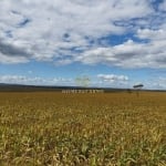 Fazenda com 1.600 hectares  com 930 de plantio na Chapada MT, a 30 km do asfalto