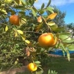 Casa  em Condominio fechado ,  ( Pomar da lagoa )   quiosque com piscina , redario , com muitas variedades de árvores frutiferas cercado e gramado .  casa em cima  medindo 5,5 x 8,00 de madeira nobre,