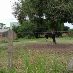 Terreno com 1.000m² , dimensões de 20x50,  plano, localizado na Rua  Elvidio Rodrigues Prestes, antiga Rua 8016,    Loteamento Vale do Solaris,  bairro Lageado.. &lt;BR&gt;Ótima localização, imediaçõe