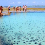 Max Plural Trás Seu Mais Breve Lançamento Praia de Porto de Galinhas! Com Alta Rentabilidade Faça Seu Cadastro