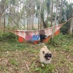 Chácara / sítio com 1 quarto à venda na Estrada da Conceicao da Meia Lua, 150, Conceição da Meia Lua, Campo Magro