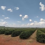 AZENDA COM 234 HECTARES PARA AGRICULTURA COM CAFÉ NO MUNICÍPIO DE PIUMHI - MG