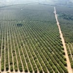 FAZENDA PARA AGRICULTURA EM LARANJA COM 110 ALQUEIRES PAULISTAS EM FRANCA - SP