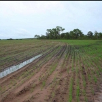 FAZENDA 1.300 ALQUEIRES PARA LAVOURA COM OUTORGA PARA IRRIGAÇÃO EM RIO SONO-TO