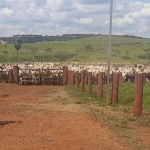 FAZENDA DUPLA APTIDÃO COM 1.230 HECTARES EM MARACAJU - MS