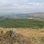 FAZENDA COM 10 ALQUEIRES PAULISTAS PARA AGRICULTURA EM CAFÉ EM CAPITÓLIO - MG