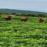 FAZENDA COM 1.043 ALQUEIRES DUPLA APTIDÃO EM SÃO VALÉRIO DA NATIVIDADE -TO