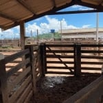 FAZENDA COM 380 ALQUEIRES DUPLA APTIDÃO NO MUNICÍPIO DE SÃO FÉLIX DO XINGU - PA