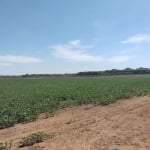 FAZENDA COM 74 ALQUEIRES PARA AGRICULTURA IRRIGADA EM LAGOA DA CONFUSÃO - TO