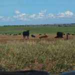 FAZENDA DUPLA APTIDÃO COM 6.200  HECTARES EM CAMAPUÃ-MS