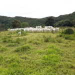 FAZENDA DUPLA APTIDÃO 600 ALQUEIRES EM PARAÍSO DO TOCANTINS-TO