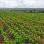 FAZENDA COM 146 ALQUEIRES DUPLA APTIDÃO NO MUNICÍPIO DE URUAÇU - GO