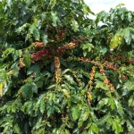 FAZENDA COM 135 HECTARES PARA AGRICULTURA COM CAFÉ NO MUNICÍPIO DE PIUMHI - MG