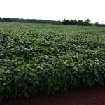 FAZENDA COM 1.050 ALQUEIRES DUPLA APTIDÃO NO MUNICÍPIO DE SANTANA DO ARAGUAIA - PA