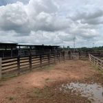 FAZENDA COM 600 ALQUEIRES DUPLA APTIDÃO EM SÃO FÉLIX DO XINGU - PA