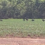 FAZENDA DUPLA APTIDÃO 266 ALQUEIRES EM DOVERLÂNDIA-GO