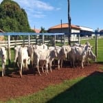 FAZENDA COM  154 ALQUEIRES DUPLA APTIDÃO NO MUNICÍPIO DE CAMPINA VERDE -MG