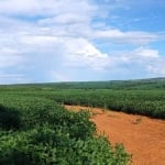 FAZENDA COM 180 ALQUEIRES PARA ACRIGULTURA EM DOVERLÂNDIA-GO