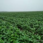 FAZENDA COM 500 HECTARES DUPLA APTIDÃO EM DOVERLÂNDIA - GO