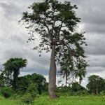 FAZENDA DE DUPLA APTIDÃO COM 100 ALQUEIRES EM FLORES DE GOIÁS-GO