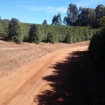 Fazenda / Sítios / Chácaras com 3 quartos à venda em Lambari