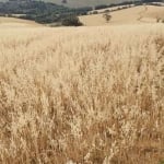 Fazenda / Sítios / Chácaras com 3 quartos à venda em Pouso Alegre