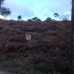 Terreno à venda na Rua Paraguai, 500, Albuquerque, Teresópolis