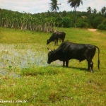 Fazenda para Venda em Extremoz, capim -extremoz, 3 dormitórios, 1 suíte, 2 banheiros, 6 vagas