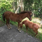 Sítio para Venda em Jacareí, Parateí do Meio, 3 dormitórios, 1 suíte, 2 banheiros, 4 vagas