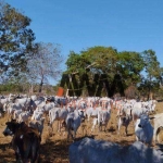 Fazenda à venda, 11567600 m² por R$ 20.315.000,00 - Zona Rural - Lagoa do Tocantins/TO