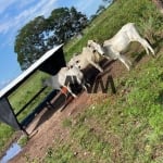 Fazenda à venda, 25180584 m² por R$ 30.000.000,00 - Zona Rural - Conceição do Tocantins/TO