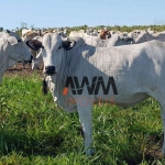 Fazenda à venda, 31500000 m² por R$ 60.000.000,00 - Fazenda - Paranatinga/MT