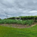 Área de terra de 10.4 ha em Tuiuty